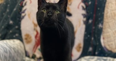 Gato que ama acurrucarse termina en refugio por ser ‘demasiado cariñoso’