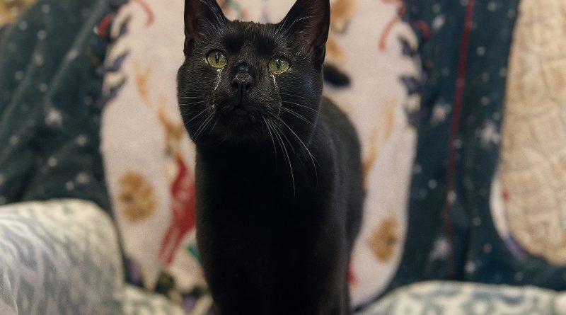 Gato que ama acurrucarse termina en refugio por ser ‘demasiado cariñoso’