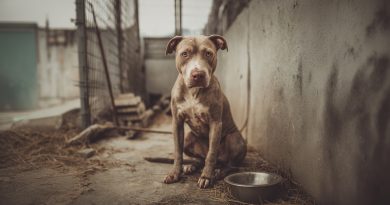 Lo tiraron como basura. Pero al final encontró el amor