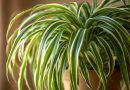 Chlorophytum: el purificador de aire natural en tu hogar. Este modesto “aspirador” verde funciona mejor de lo que piensas