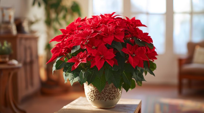 «Estrella de Navidad» Poinsettia — secretos principales y reglas de cuidado para la planta
