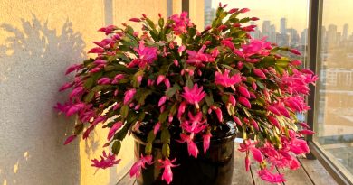 Qué no le gusta al cactus de Navidad: 5 principales contraindicaciones en su cuidado