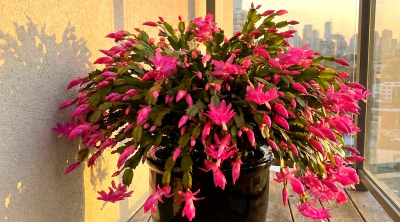 Qué no le gusta al cactus de Navidad: 5 principales contraindicaciones en su cuidado