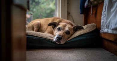Un perro abandonado en mi refugio reconoció a su antiguo dueño. Pero resultó que él no vino por ella…