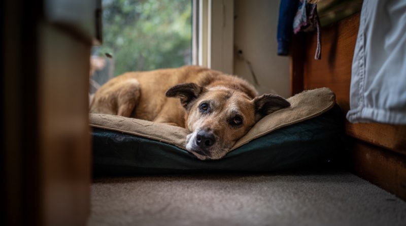 Un perro abandonado en mi refugio reconoció a su antiguo dueño. Pero resultó que él no vino por ella…
