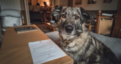 La abuela dejó a mi primo codicioso cien mil. A mí — un viejo perro. Resultó que el perro guardaba un secreto