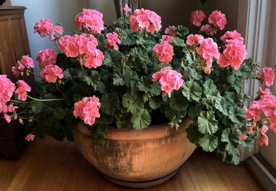 La geranio — un antiséptico natural y protector de tu hogar. Esta sencilla planta funciona mejor que cualquier purificador de aire