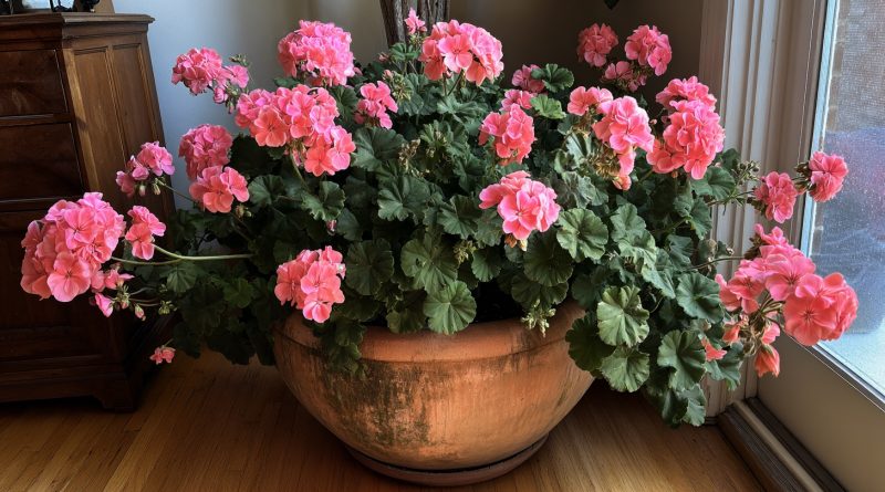 La geranio — un antiséptico natural y protector de tu hogar. Esta sencilla planta funciona mejor que cualquier purificador de aire