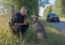 Un cachorro corrió hacia los policías en busca de ayuda. Lo que sucedió después es difícil de olvidar…