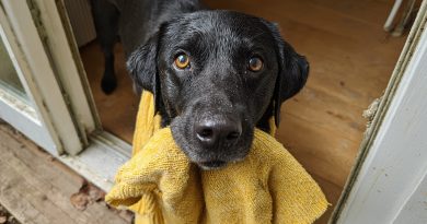 Mi perro trajo a casa el suéter de mi hija fallecida y luego me llevó a un lugar que me dejó sin palabras…