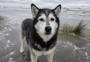 Llevamos a nuestro viejo husky a la playa para despedirnos del mar, pero entonces se levantó e hizo algo que jamás podré olvidar
