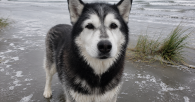 Llevamos a nuestro viejo husky a la playa para despedirnos del mar, pero entonces se levantó e hizo algo que jamás podré olvidar