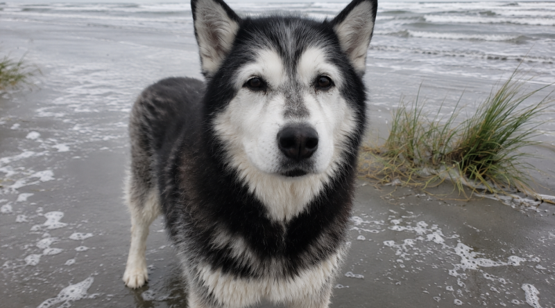 Llevamos a nuestro viejo husky a la playa para despedirnos del mar, pero entonces se levantó e hizo algo que jamás podré olvidar